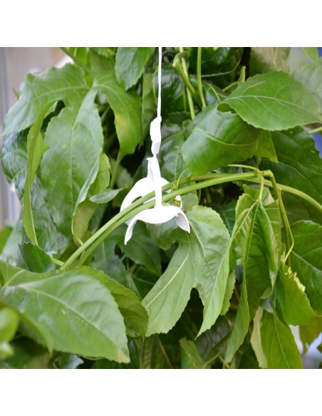 Planteopphengsystem til drivhus CANOPIA by PALRAM