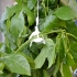 Planteopphengsystem til drivhus CANOPIA by PALRAM