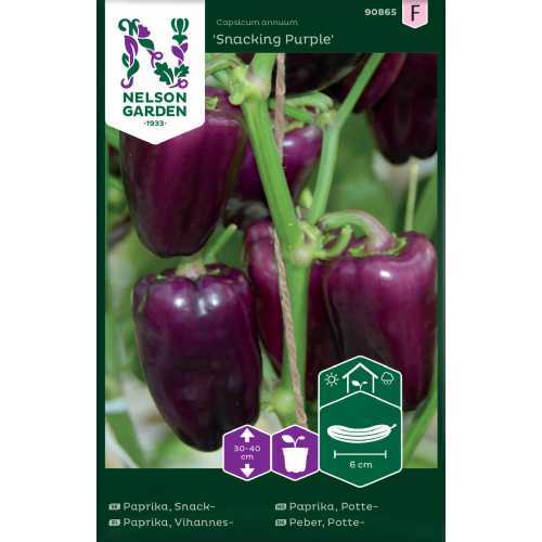 Pottepaprika "Snacking Purple" Premium Frø