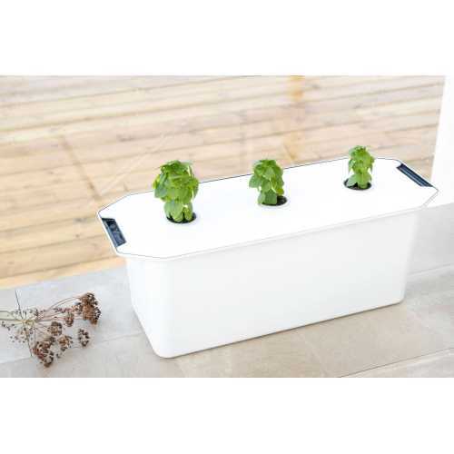 Hydroponisk Planteplugg Salat