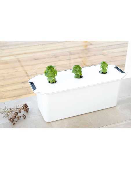 Hydroponisk Planteplugg Salat