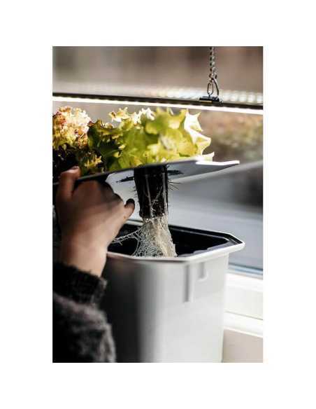 Hydroponisk Planteplugg Salat