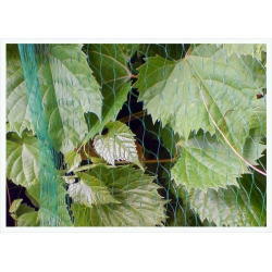 Bærnetting 4x100m (7g/m2)