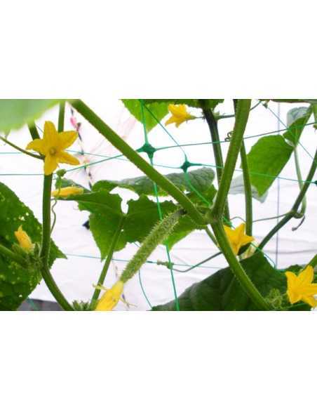 Klatrenett For Planter 2x10m