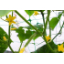 Klatrenett For Planter 2x20m