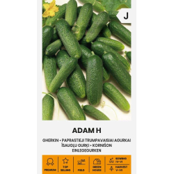 Agurk LANG ADAM H