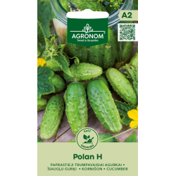 Agurk KORT POLAN H