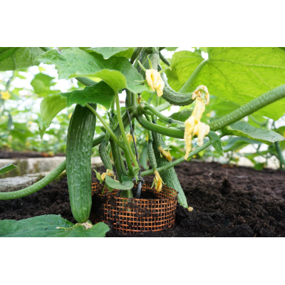 Agurk lang FORMULE H