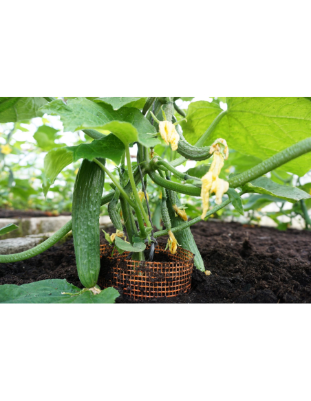 Agurk lang FORMULE H