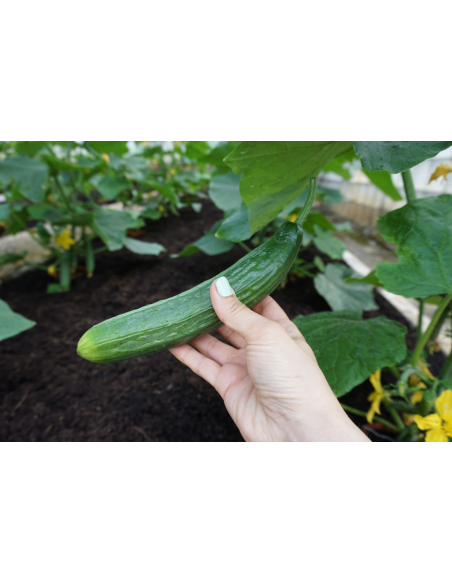 Agurk lang FORMULE H