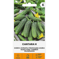 Agurk kort CANTARA H
