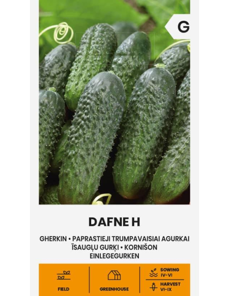 Agurk kort DAFNE H