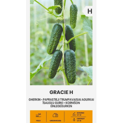 Agurk kort GRACIE H