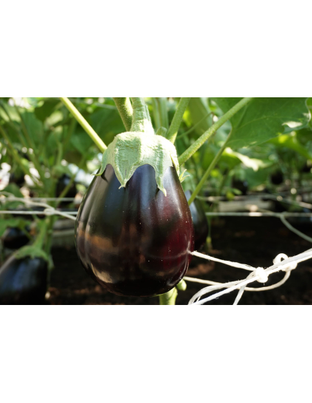 Aubergine AGATA H