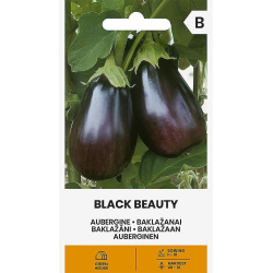 Aubergine BLACK BEAUTY