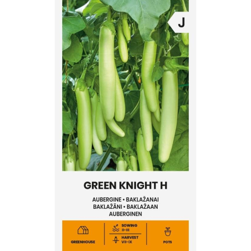 Aubergine GREEN KNIGHT H