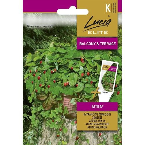 Markjordbær ALPINE ATTILA