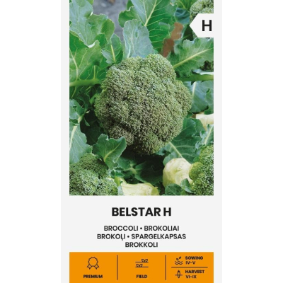 Brokkoli BELSTAR H