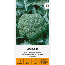 Brokkoli LUCKY H