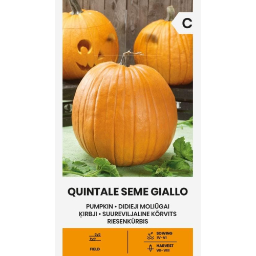 Gresskarfrø QUINTALE SEME GIALLO