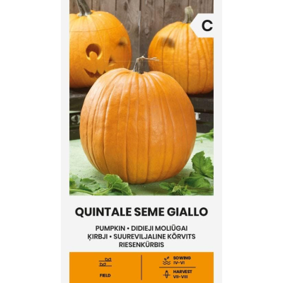 Gresskarfrø QUINTALE SEME GIALLO