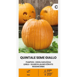 Gresskarfrø QUINTALE SEME GIALLO
