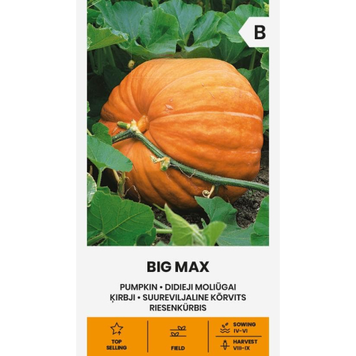 Gresskarfrø BIG MAX