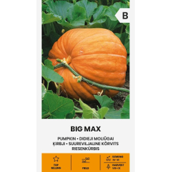 Gresskarfrø BIG MAX