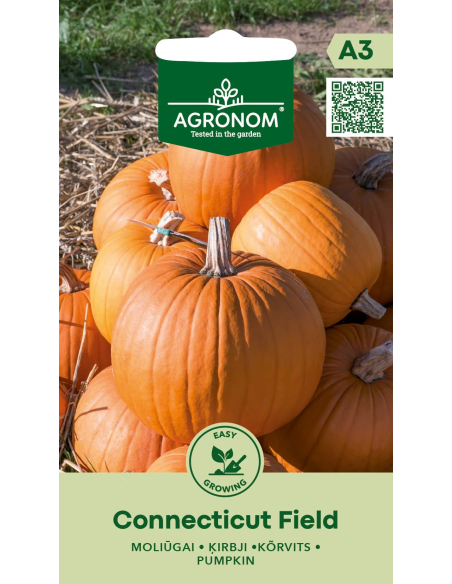 Gresskarfrø CONNECTICUT FIELD