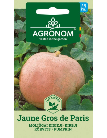 Gresskarfrø JAUNE GROS DE PARIS