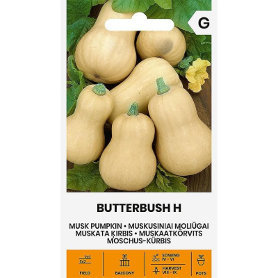 Gresskarfrø MUSKUS BUTTERBUSH H