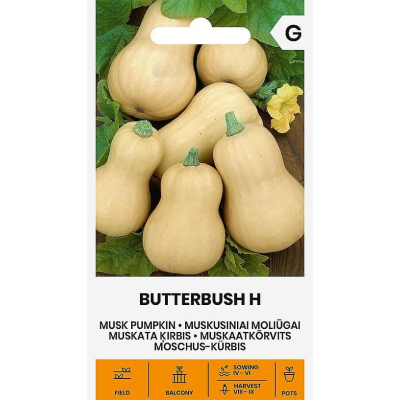 Gresskarfrø MUSKUS BUTTERBUSH H