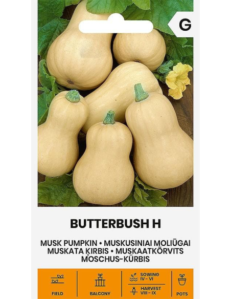 Gresskarfrø MUSKUS BUTTERBUSH H