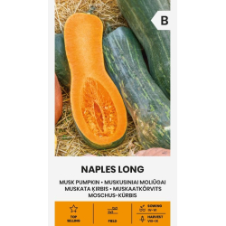 Gresskarfrø MUSKUS NAPLES LONG