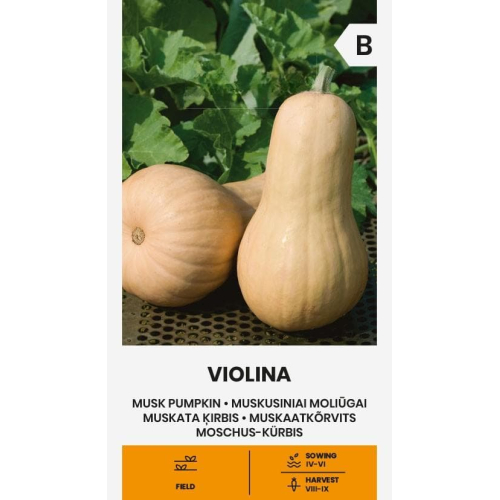 Gresskarfrø MUSKUS VIOLINA