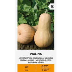 Gresskarfrø MUSKUS VIOLINA