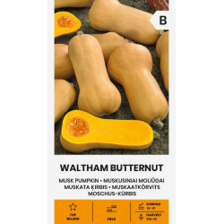 Gresskarfrø MUSKUS WALTHAM BUTTERNUT