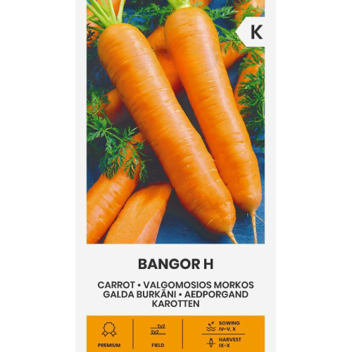 Gulrot frø BANGOR H