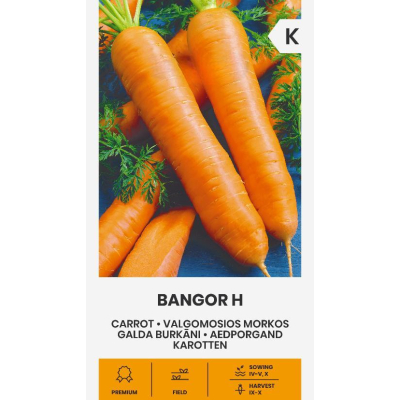 Gulrot frø BANGOR H