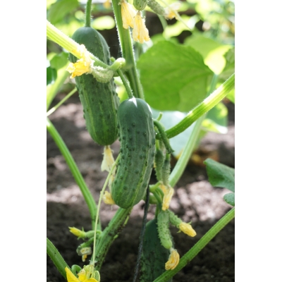 Agurk frø GHERKIN PUCCINI H