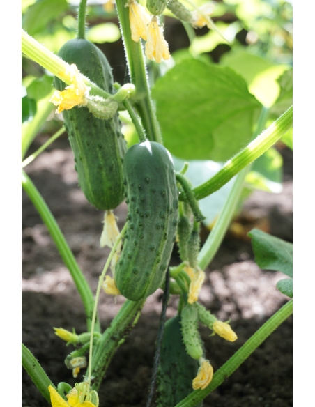 Agurk frø GHERKIN PUCCINI H