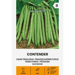 Buskbønner Contender