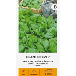 Spinatfrø GEANT D HIVER