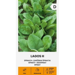 Spinatfrø LAGOS H