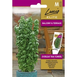Basilikumfrø EVERLEAF THAI TOWERS