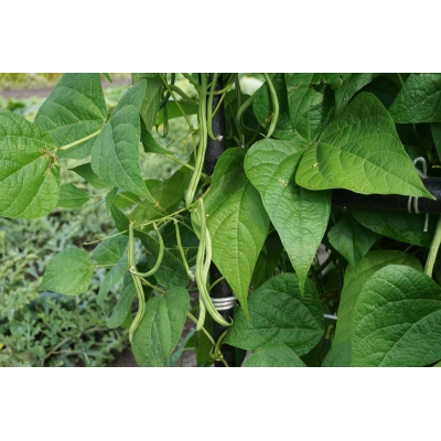 Stangbønner Matilda