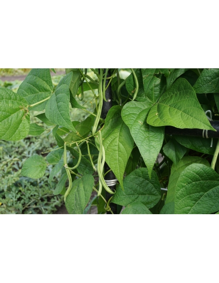 Stangbønner Matilda