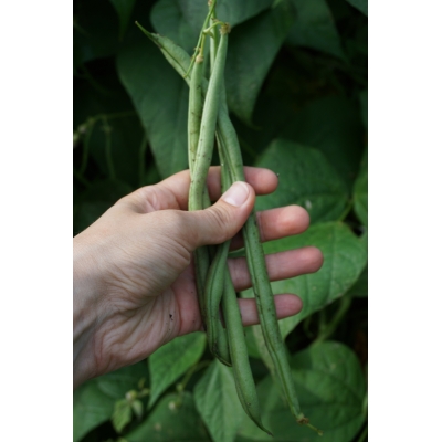 Stangbønner Matilda