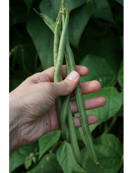 Stangbønner Matilda