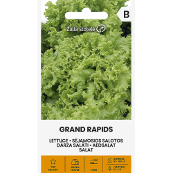 Isbergsalat GRAND RAPIDS